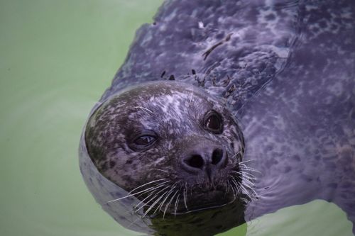 seal water zoo