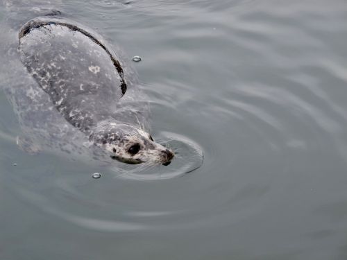 seal water mammal