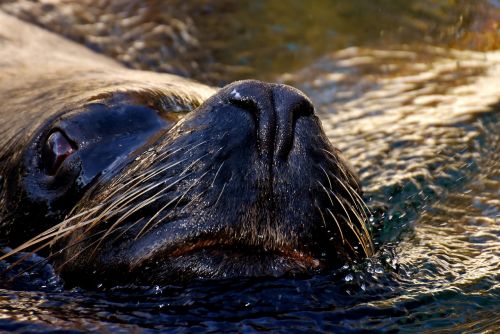 seal sea lion swim