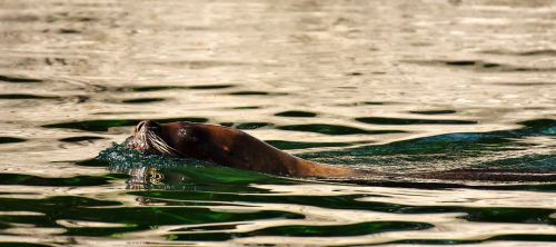 seal sea lion swim