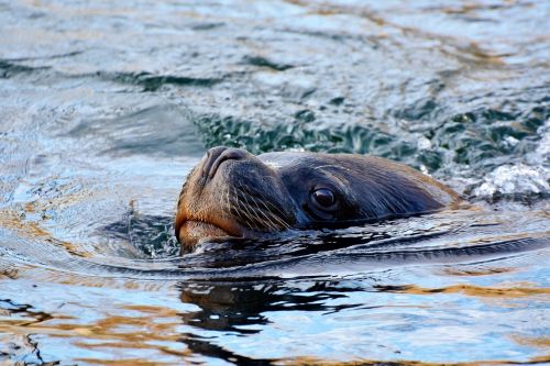 seal sea lion robbe