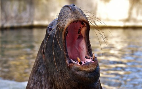 seal sea lion swim