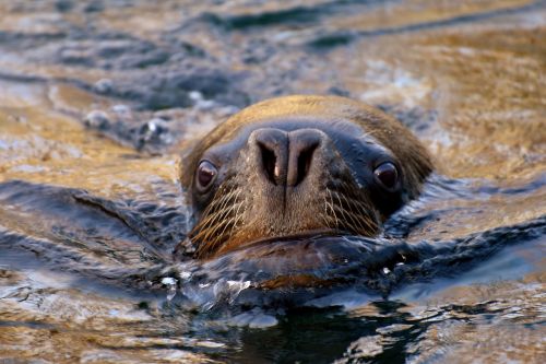 seal sea lion swim