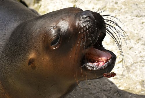 seal  sea lion  eat
