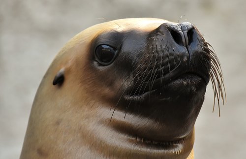 seal  sea lion  swim