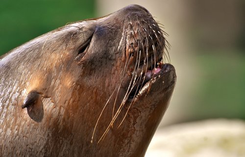 seal  sea lion  sleep