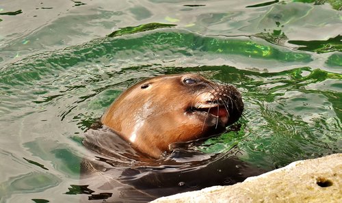 seal  sea lion  sleep