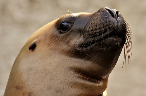 seal  sea lion  water