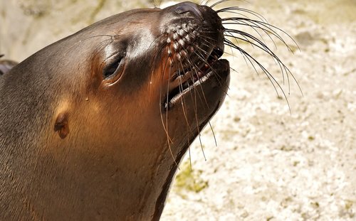 seal  sea lion  water