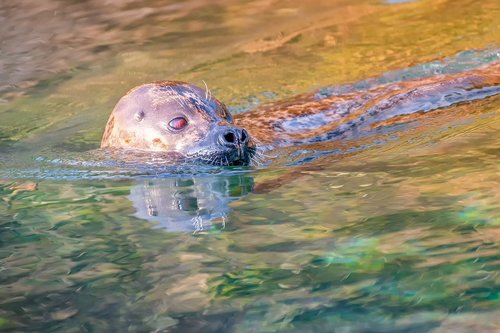 seal  animal  nature