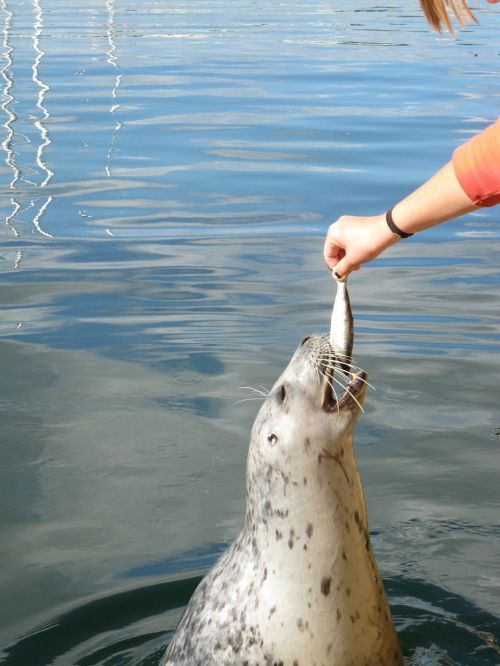 seal feeding animal