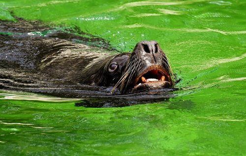 seal  sea lion  water