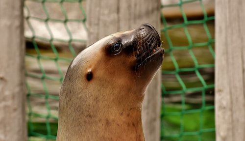 seal  sea lion  swim