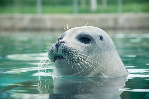 seal  animal  water