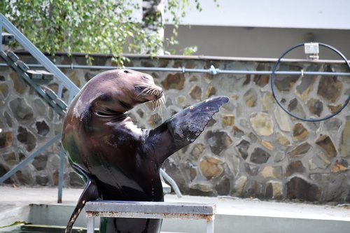 seal  zoo  aquarium