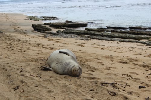 seal  hawaii  beached