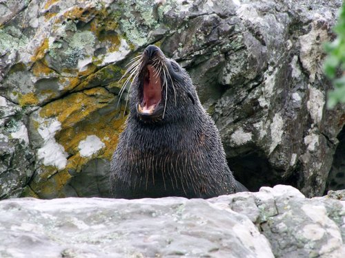 seal  nz  nature