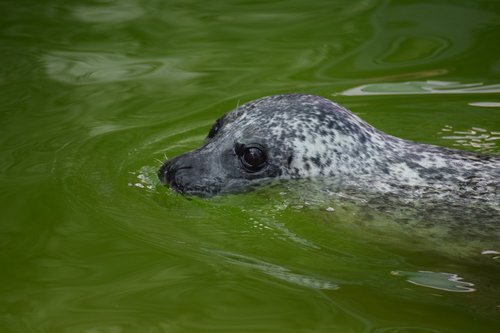 seal  mammal  animal