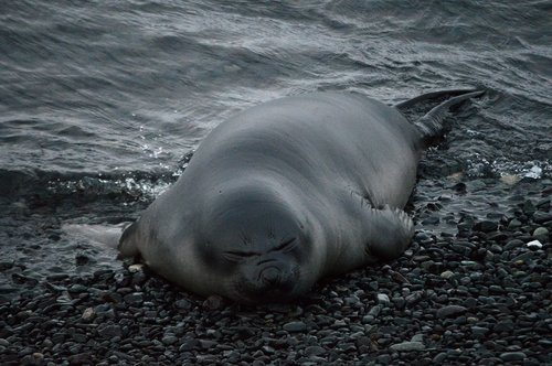 seal  sleeping  resting