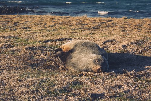 seal  fur seal  new zealand