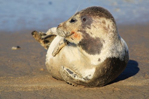 seal  gray seal  crawling