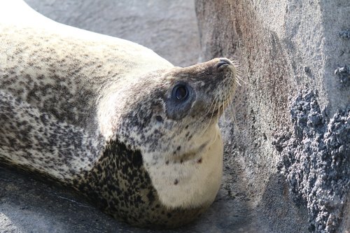 seal  animal  rocks