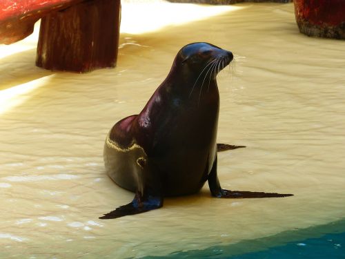 seal animal meeresbewohner