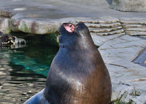 seal  captivity  zoo