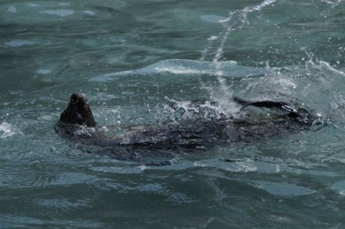 seal paddling backstroke