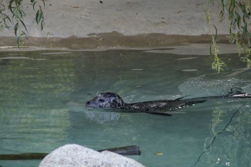 seal swim water