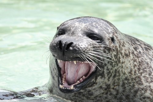 seal  robbe  snout