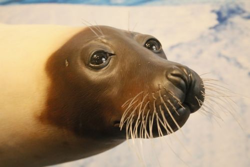 seal whiskers animal