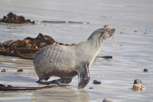 seal robbe beach