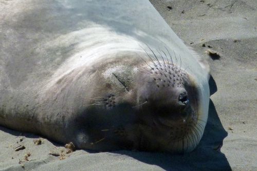 seal sleeping animal