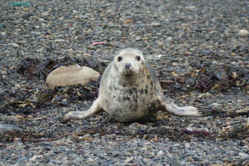 seal common seal mammal