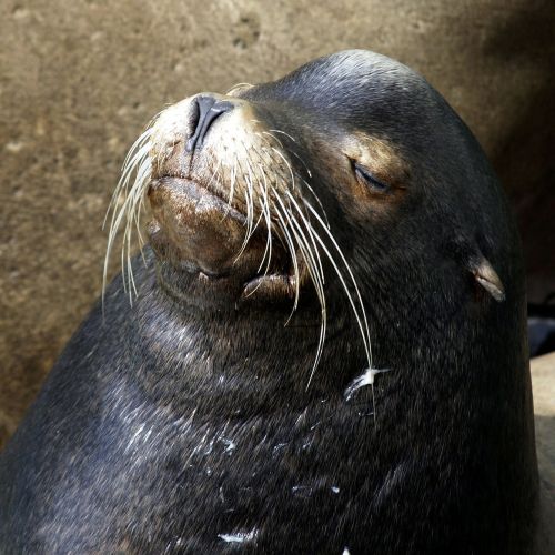 seal resting animal