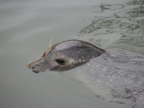 seal head water