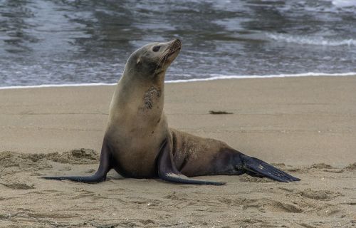 seal beach animal