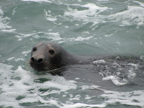 seal sea dog swimming