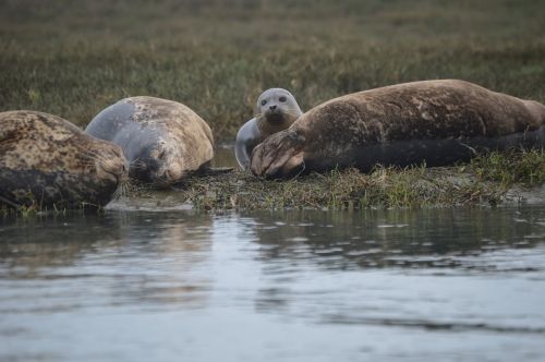 seal ocean marine