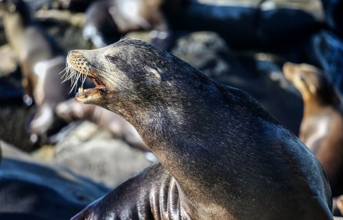 seal animal wild