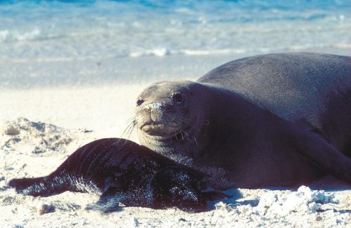 seal mother pup