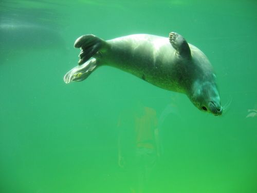 seal robbe sea