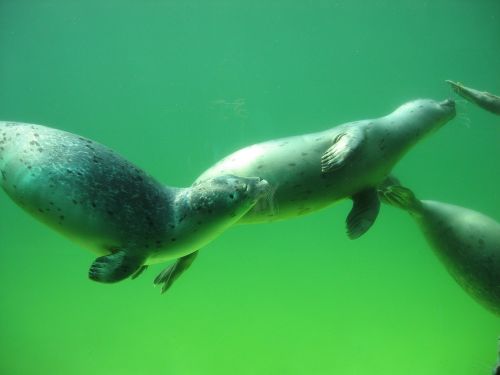 seal seals crawl