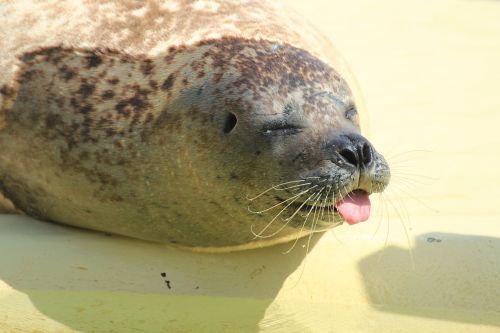 seal phoca vitulina robbe