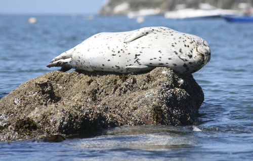 seal sleeping rock