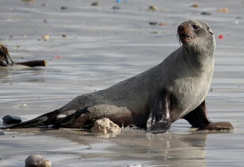 seal sea beach