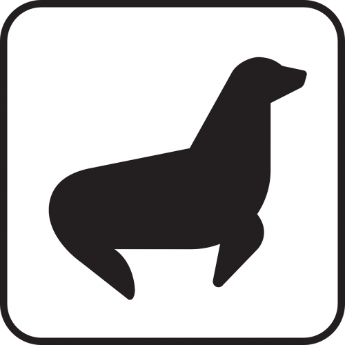 seal pinniped wildlife