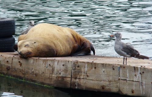 seal and seagull ocean sleeping seal