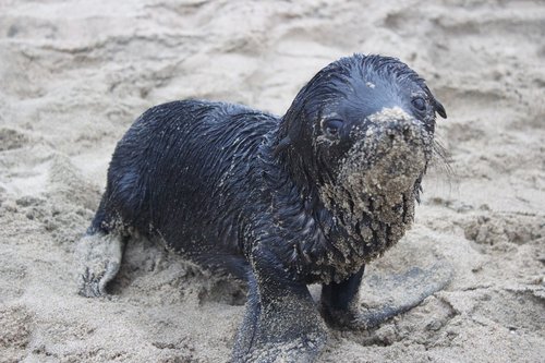 seal pup  sand  young